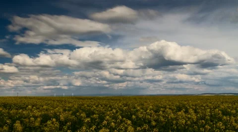 Thunderclouds over a yellow canola field Видео 62478368