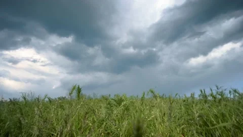 Thunderclouds before rain. The wind shakes the green grass in the field, cl.. Video stock 239252342