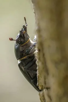 Thundergugi, firecracker, stag beetle, hornschroeter, Lucanus cervus, Schroeter, Stock Photos