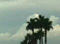 Thunderhead cloud formation behind tall palms. Footage