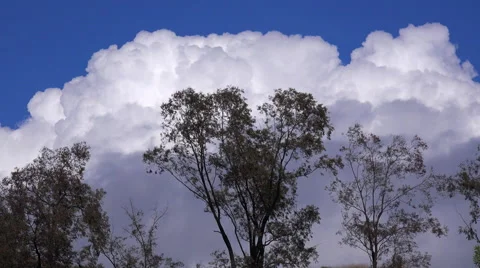 Thunderhead clouds form behind trees as a storm approaches in this time lapse 動画素材 55499169