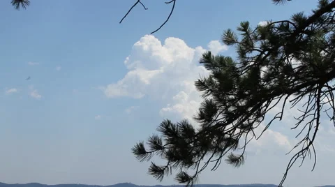 Thunderhead sits behind a tree branch Stock-Footage 40365862
