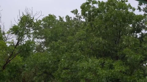 Thunderstorm Approaching Blowing Trees Around Video stock 80002498