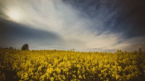 Thunderstorm approaching the field of colza Stock Footage 87809250
