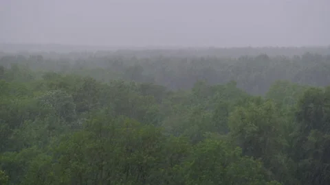 Thunderstorm on the Background of a Green Forest, Heavy Rain with Wind, Storm Video stock 155705481