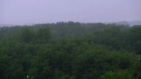 Thunderstorm on the Background of a Green Forest, Heavy Rain with Wind, Storm Stock Footage 155750194