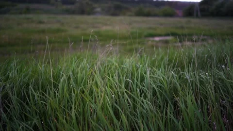 A thunderstorm on the field from the car window Video stock 274651832