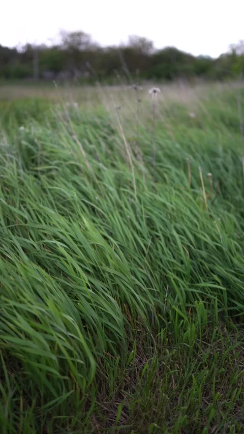 A thunderstorm on the field from the car window Video stock 274651857