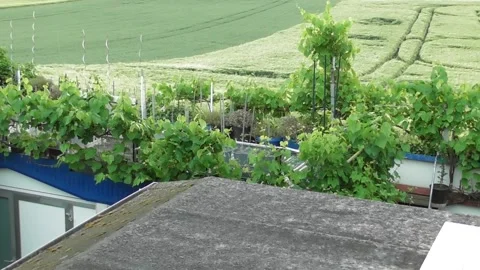 Thunderstorm moving vine and plants on a garden roof 스톡 동영상 310462976
