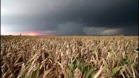 Thunderstorm over farm field at sunset Stock Footage 80749668