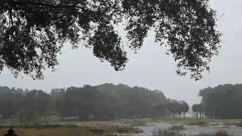 Thunderstorm Over Wetlands Stock Footage 164006430