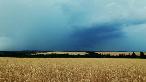 Thunderstorm over a wheat field. Lightning. Stock Footage 134794884