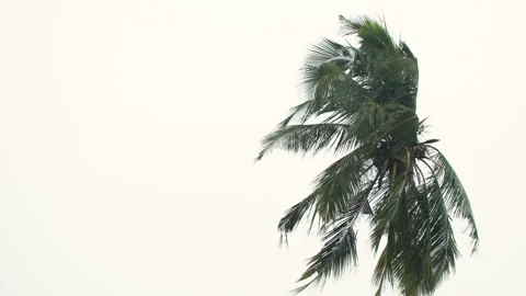 Thunderstorm on rainy day. Coconut Tree being blown away by strong wind. Video stock 345830057