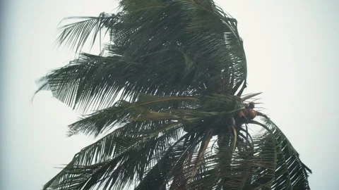 Thunderstorm on rainy day. Coconut Tree being blown away by strong wind. 動画素材 345830128