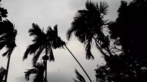 Thunderstorm Wind Blowing Full HD 1080p MEDIUM FR30 Stock Footage 203225962