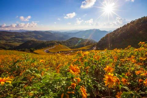 Thung Bua Tong Stock Photos