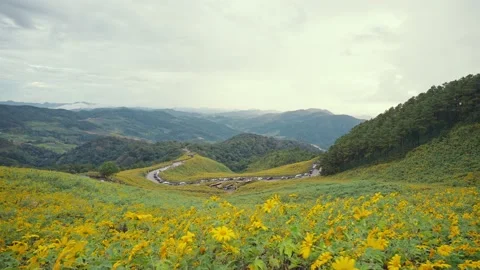Thung Bua Tong view point beautiful flower fields in the hills, Mae Hong Son Stock-Footage 229827361
