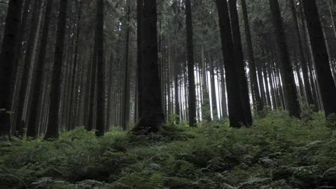Thuringian Forest 2 Stock Footage 169858562