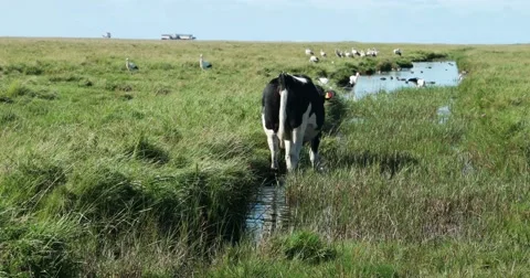 In the thurm cap of St. Peter-Ording in Germany Stock Footage 68505583