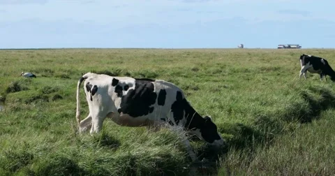 In the thurm cap of St. Peter-Ording in Germany Stock Footage 68508799