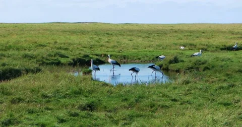 In the thurm cap of St. Peter-Ording in Germany Stock-Footage 68509404