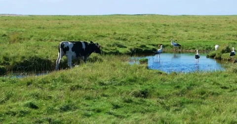 In the thurm cap of St. Peter-Ording in Germany Stock Footage 68511463