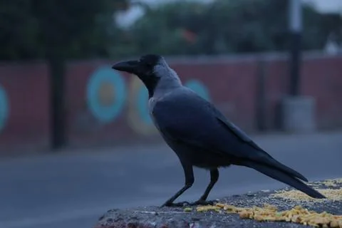 Thursty crow Foto stock