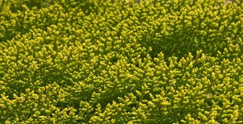 Thuya branches Stock Photos