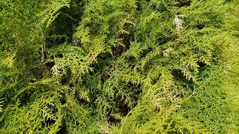 Thuya leaves closeup Stock Footage 89796654