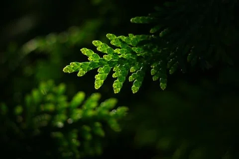 Thuya Stock Photos