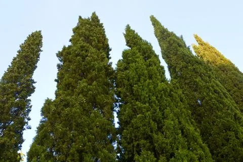 Thuya trees Foto stock