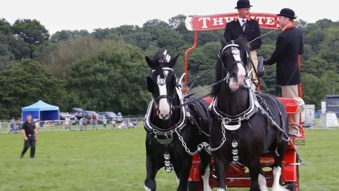Thwaites Brewery dray, pulled by a pair of shire horses Lancashire Show 2017. Stock Footage 117545615