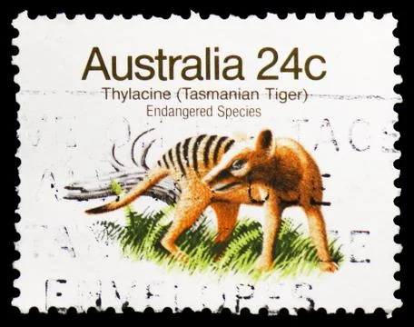 Thylacine (Thylacinus cyanocephalus), Endangered Species (1981-1984) serie, c Stock Photos