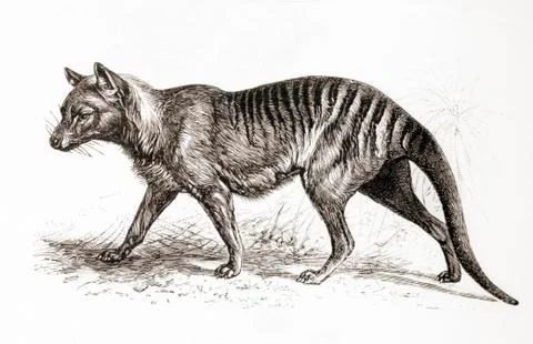 A Thylacine,thylacinus Cynocephalus, Aka Tasmanian Tiger (Because Of Its Stri Stock Photos