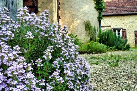 A Thyme and a place Stock Photos