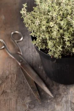 Thyme and scissors Stock Photos