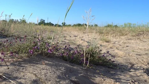 Thyme and sparse vegetation on sandy soil Video stock 92205739