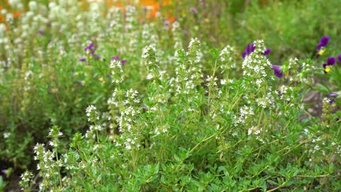 Thyme and Summer Savory growing in the Herb Garden. Stock Footage 283635882