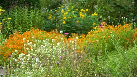 Thyme and Summer Savory growing in the Herb Garden. Stock Footage 283635889