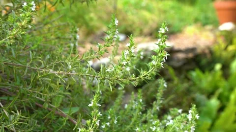 Thyme and Summer Savory growing in the Herb Garden. Stock Footage 283635964