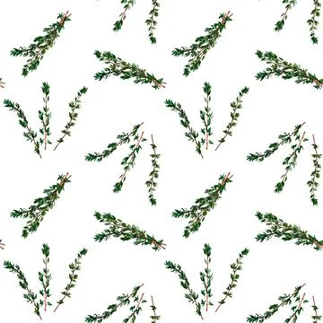 Thyme aromatic herb. Seamless pattern for prints on wallpaper, textiles, diy, Illustrazione stock