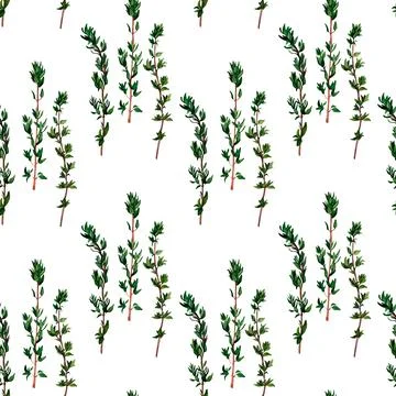 Thyme aromatic herb. Seamless pattern for prints on wallpaper, textiles, di.. Stock Illustration