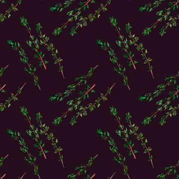 Thyme aromatic herb. Seamless pattern for prints on wallpaper, textiles, di.. Stock Illustration