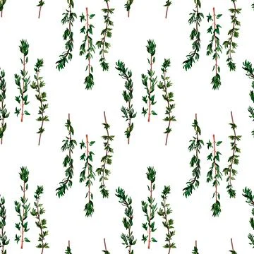 Thyme aromatic herb. Seamless pattern for prints on wallpaper, textiles, diy, Stock Illustration
