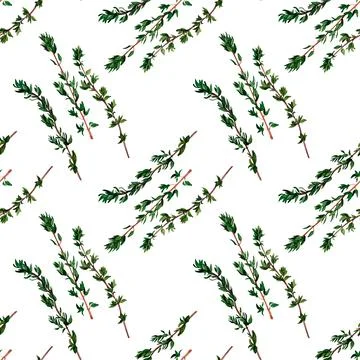 Thyme aromatic herb. Seamless pattern for prints on wallpaper, textiles, diy, Stock Illustration