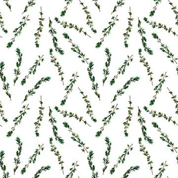 Thyme aromatic herb. Seamless pattern for prints on wallpaper, textiles, diy, Stock Illustration