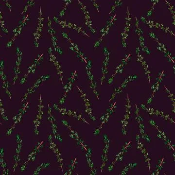 Thyme aromatic herb. Seamless pattern for prints on wallpaper, textiles, di.. Stock Illustration
