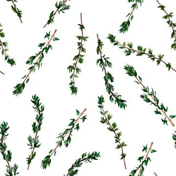Thyme aromatic herb. Seamless pattern for prints on wallpaper, textiles, diy, Stock Illustration