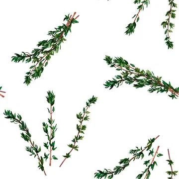 Thyme aromatic herb. Seamless pattern for prints on wallpaper, textiles, diy, Stock Illustration
