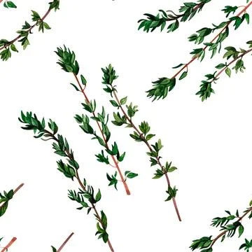 Thyme aromatic herb. Seamless pattern for prints on wallpaper, textiles, diy, Illustrazione stock